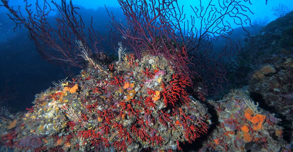 Le corail rouge en Méditerranée : Corse, Algérie, Tunisie, Sardaigne…
