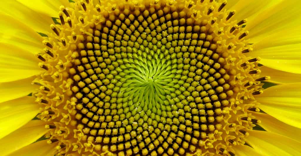 La suite de Fibonacci et le nombre d'or