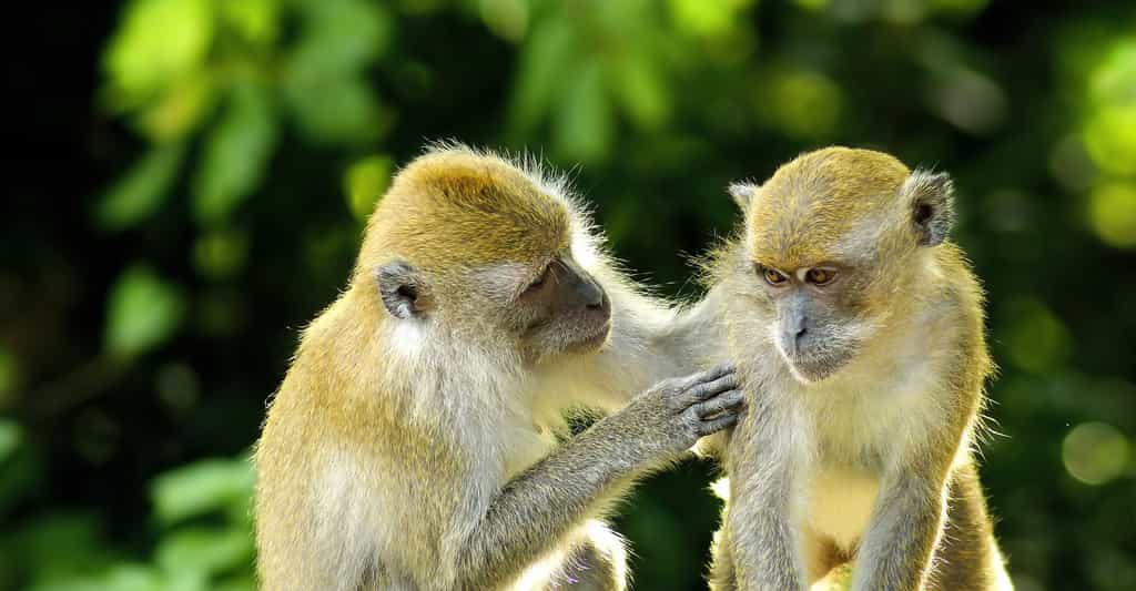 Annexe : Les interventions agressives et pacifiques chez le macaque de Tonkean