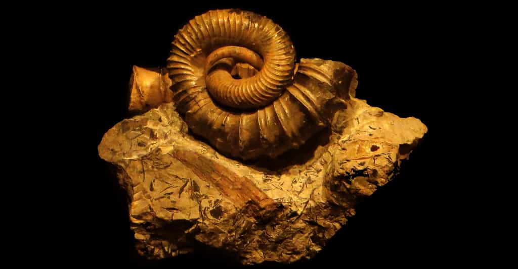 Les fossiles, comme cette ammonite, permettent des datations relatives, grâce à la connaissance de l'évolution de la faune et de la flore. Les isotopes fournissent, quant à&nbsp;eux, une datation absolue. © DR