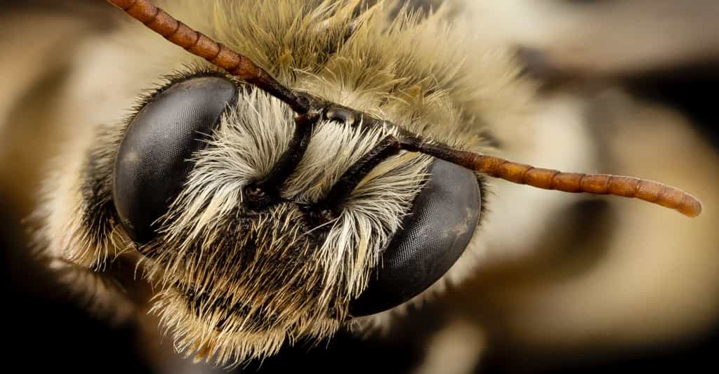 Anatomie de l'abeille