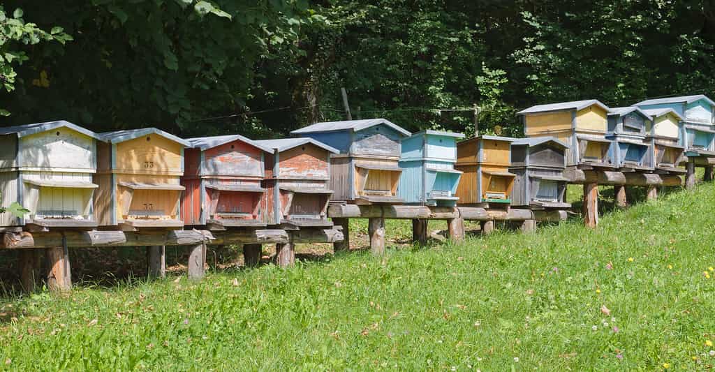 Importance de l'apiculture
