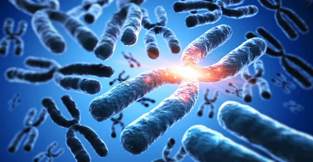 Homme et singe : ce que disent les chromosomes
