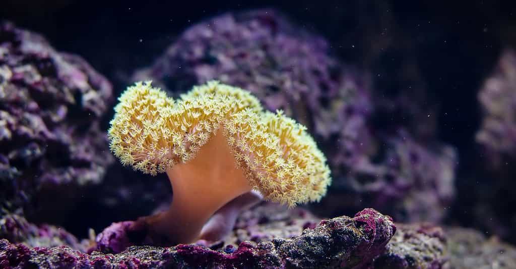 L'enregistrement des changements du climat à l'échelle de la colonie corallienne