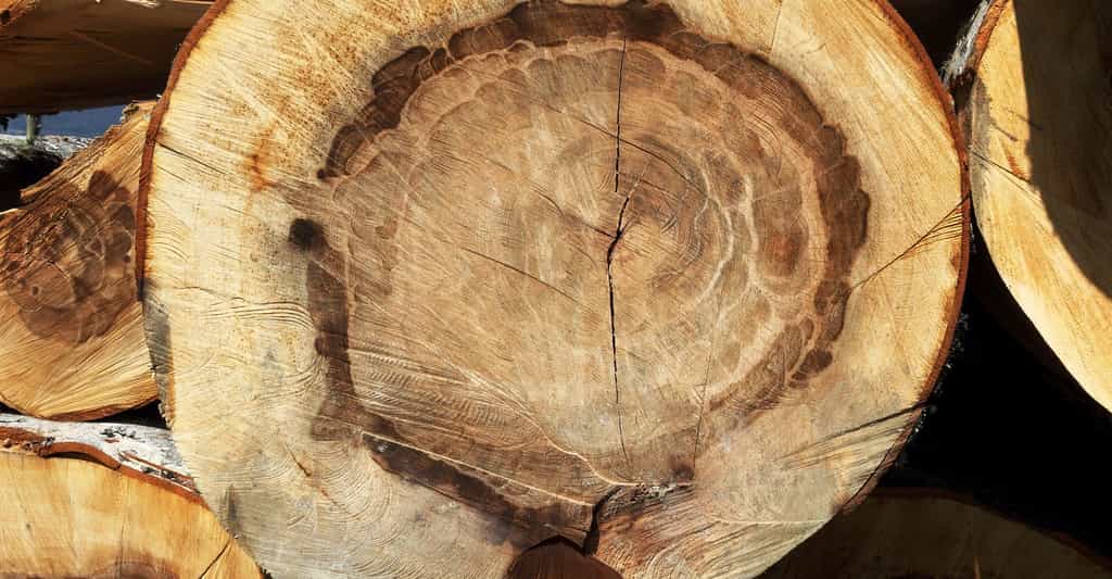 Les cernes de croissance du bois