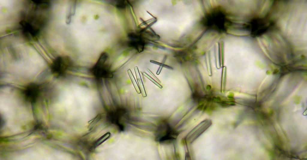 Les cristaux intracellulaires des plantes