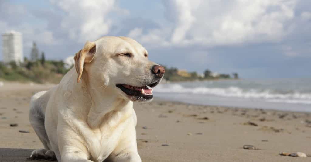 Handi'Chiens : les chiens assistants de handicapés