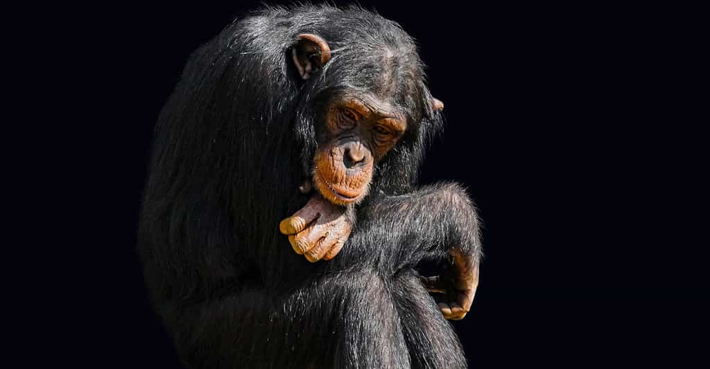 Georges Chapouthier - Kant et le chimpanzé