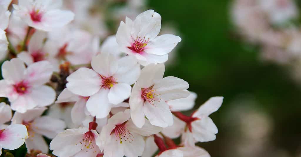 Prunus sargentii, le cerisier de Sargent et ses fleurs