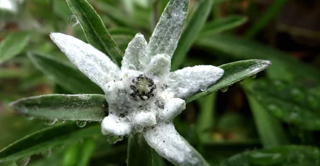 L'edelweiss, une fleur des montagnes fascinante