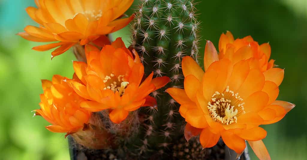 Les quartiers d’hiver de vos cactus