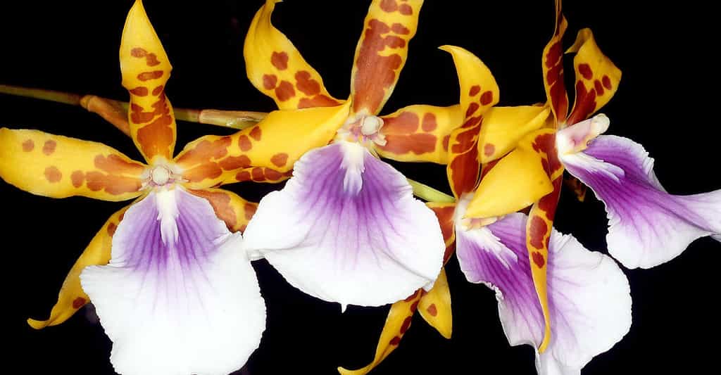 Orchidée Miltonia : une délicate fragrance