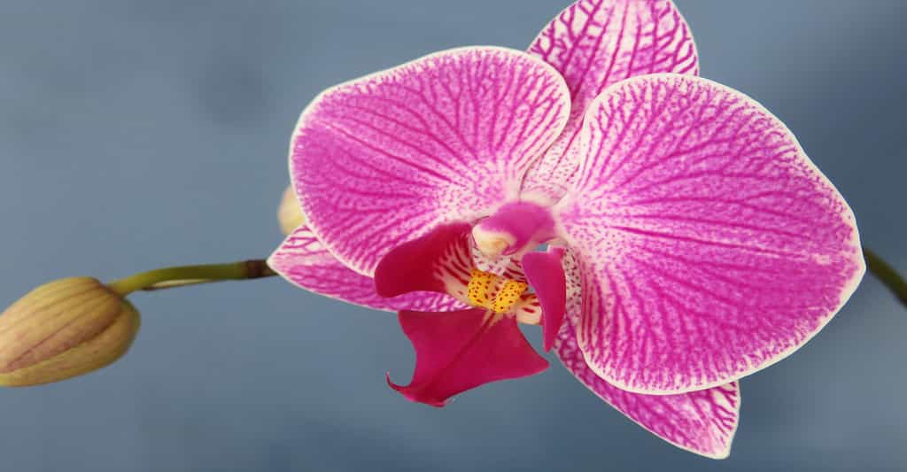 Phalaenopsis : orchidée papillon