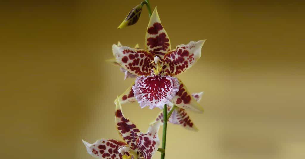 Orchidée Odontoglossum ou Cambreya