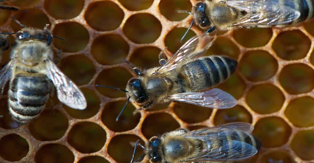 Les abeilles ouvrières : vie de la ruche
