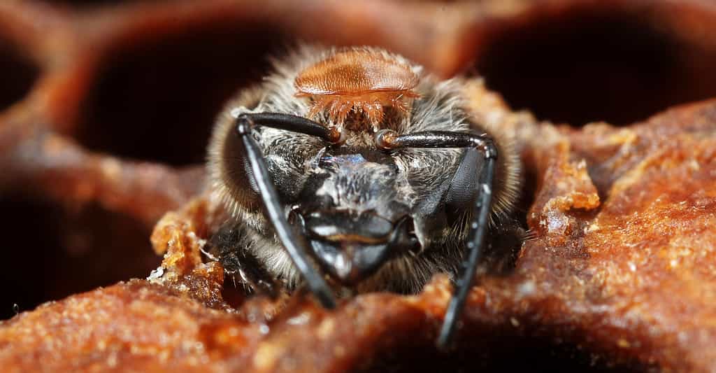 Varroa, teigne, frelon asiatique : prédateurs et parasites des abeilles