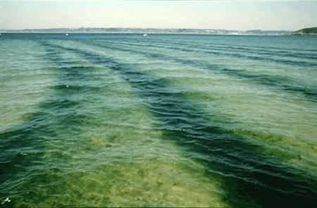 Marée verte et nitrate