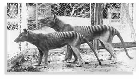 Disparition du tigre de Tasmanie