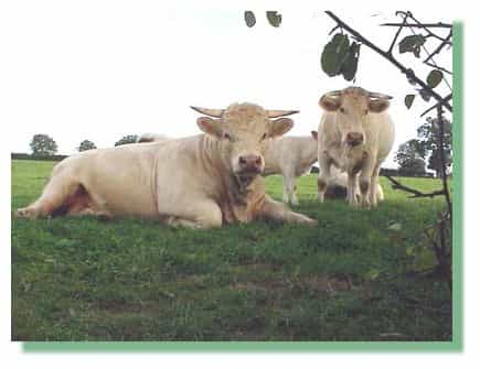La génomique et la viande bovine