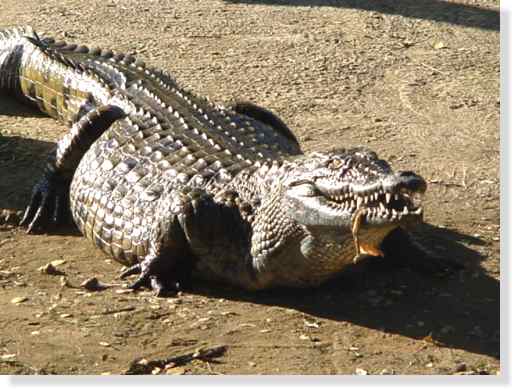 Le Crocodile du Nil