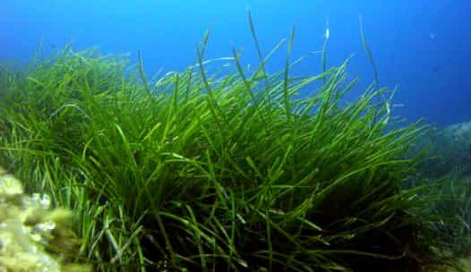 Fonds océaniques : comment vivent les plantes sans lumière ?