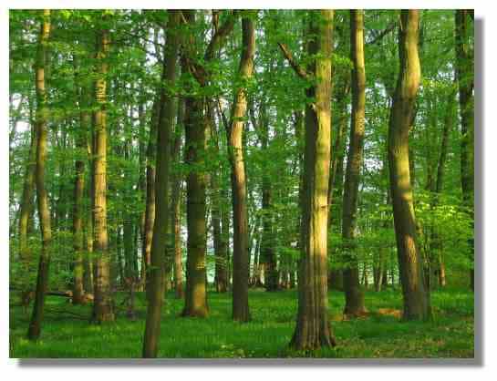 Le bois, formation et structure