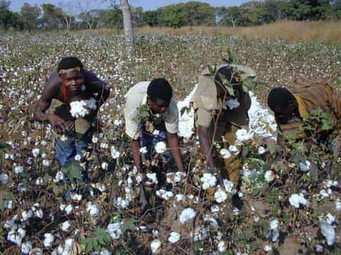 Récolte, transformation et utilisation du coton
