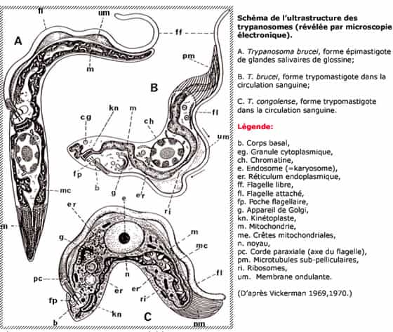 Les parasites