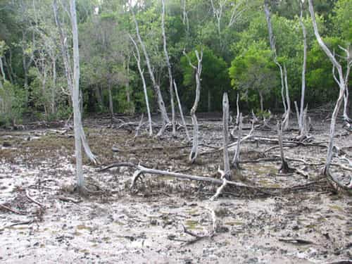Les transitions tanne-mangrove  et tanne-terre ferme, indicatrices de dynamiques végétales