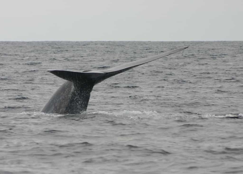 Migration de la baleine et des autres cétacés