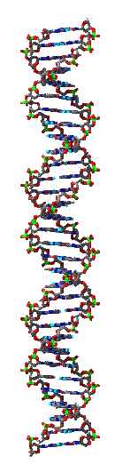 Reconnaissance des cassures double brin de l'ADN