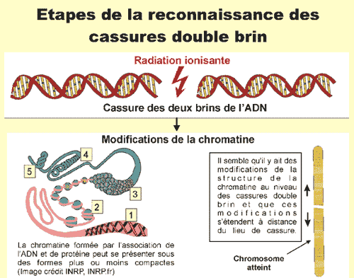 Activation transmise par une modification de la structure de la chromatine