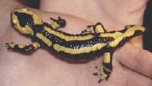 La salamandre et le triton