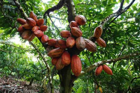 Du cacao au chocolat, l'épopée d'une gourmandise