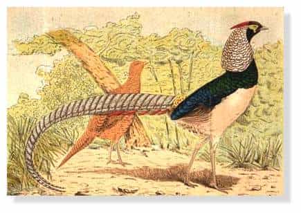 L'Origine des espèces (1859)