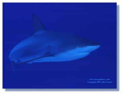 Introduction sur les requins
