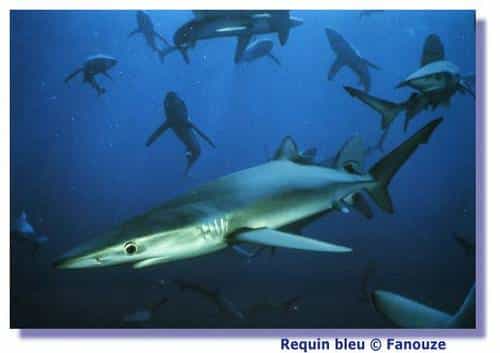 L'audition et le toucher des requins : deux sens indissociables
