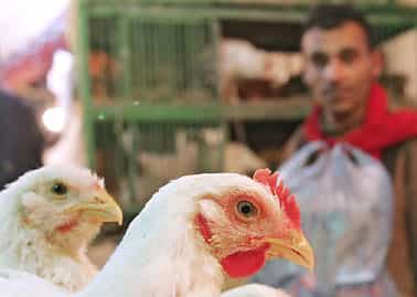 Grippe aviaire : le virus influenza A