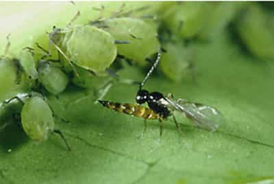 Les insectes parasitoïdes, des animaux aux mœurs écologiques particulières