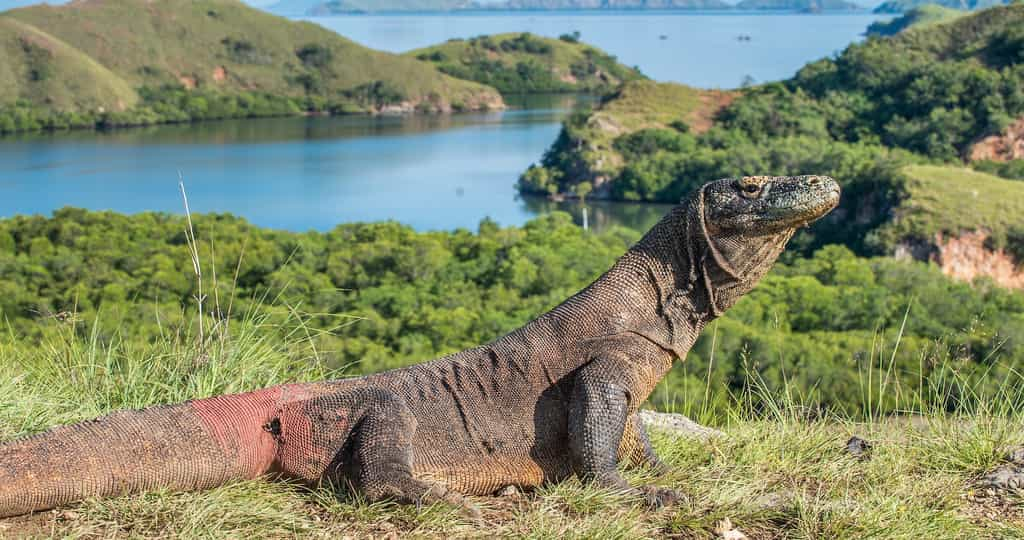 Un dragon du Komodo dans son milieu naturel. © Uryadnikov Sergey, Adobe Stock