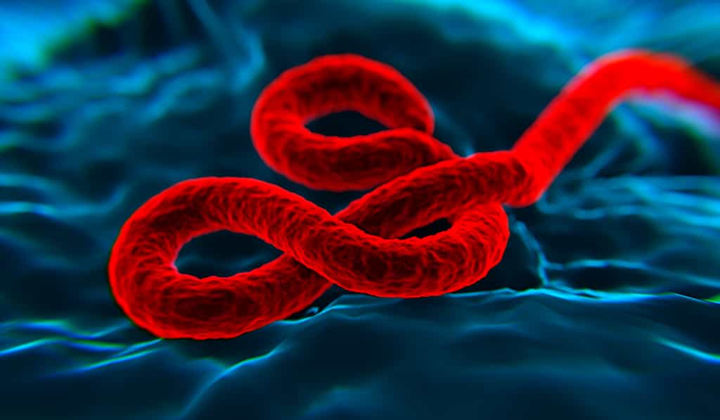 Le virus Ebola est un filovirus qui comprend plusieurs espèces différentes : Bundibugyo, Zaïre, Reston, Soudan et Forêt de Taï. ©  nanomanpro, Fotolia
