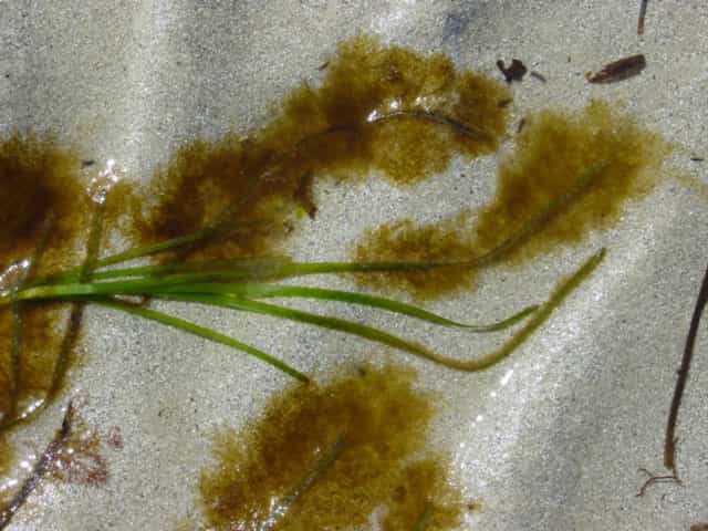 Sur cette photographie, une plante marine du genre&nbsp;Zostera, a été colonisée par des algues brunes du genre&nbsp;Ectocarpus. Il s'agit d'un modèle biologique couramment utilisé dans les études génomiques et génétiques, notamment car il a un cycle de vie assez court (3 mois).&nbsp;© Akira Peters, Station Biologique Roscoff