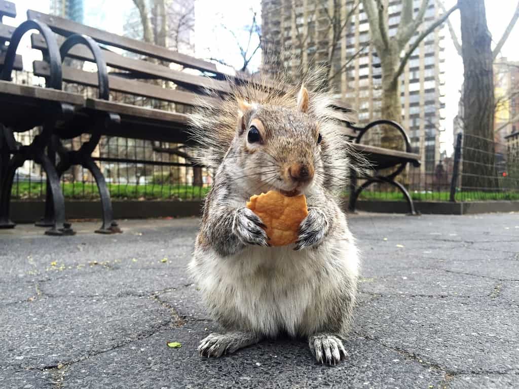 Un écureuil à New York, une espèce championne de l'adaptation dans les villes américaines. © Katrin Ten Eikelder, EyeEm, Adobe Stock
