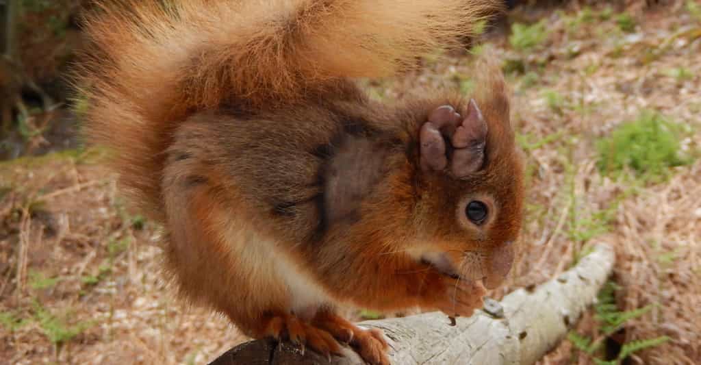 L’oreille de cet écureuil est attaquée par la lèpre. © Dorset Wildlife Trust, EPFL