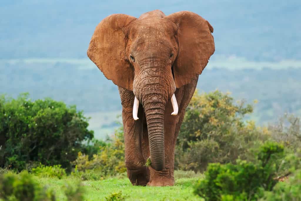 Éléphant de savane d'Afrique Loxodonta africana. © peterfodor, Adobe Stock