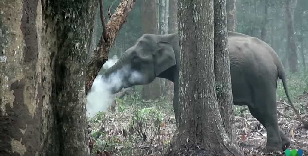 Un éléphant, ça peut fumer. © Wildlife Conservation Society