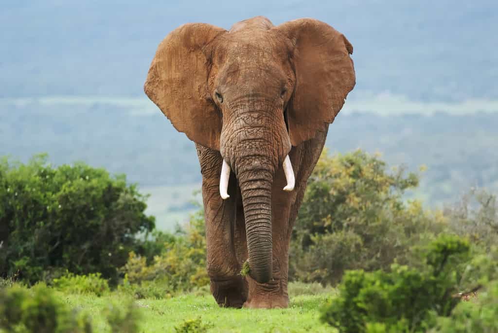 L’éléphant a beaucoup plus de cellules que l’Homme, vit plus de 60 ans et souffre rarement de cancer. Pourquoi ? © peterfodor, Fotolia