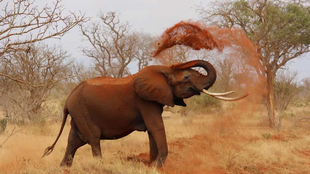 L'éléphant d'Afrique. Les éléphantidés (Elephantidae) sont la seule et dernière famille de mammifères de l'ordre des Proboscidiens. Elephantidae regroupe trois espèces vivantes d'éléphants : l'éléphant de savane, l'éléphant de forêt (généralement et collectivement connu comme l'éléphant d'Afrique) et l'éléphant asiatique (anciennement éléphant indien). Une autre espèce s'est éteinte durant la dernière période glaciaire, voici 10.000 ans. Les éléphants sont les plus grands animaux terrestres vivants actuellement ainsi que les plus grands des mammifères terrestres. À la naissance, l'éléphant pèse environ 120 kilogrammes. La période de gestation d'une éléphante, la plus longue de tous les animaux terrestres, dure de 20 à 22 mois. Un éléphant peut vivre 70 ans. Les plus petits éléphants, hauts comme le mollet ou de la taille d'un grand cochon, ont habité sur l'île de Crète jusqu'en 5.000 av. J.-C. (et probablement jusqu'en 3.000 av. J.-C.). Leurs crânes dispersés, présentant un grand trou unique sur le devant, sont à l'origine de la croyance en l'existence des Cyclopes, ces géants borgnes présentés dans L'Odyssée d'Homère. L'éléphant est maintenant un animal protégé. Sa consommation est interdite. © kikatani, Pixabay, DP