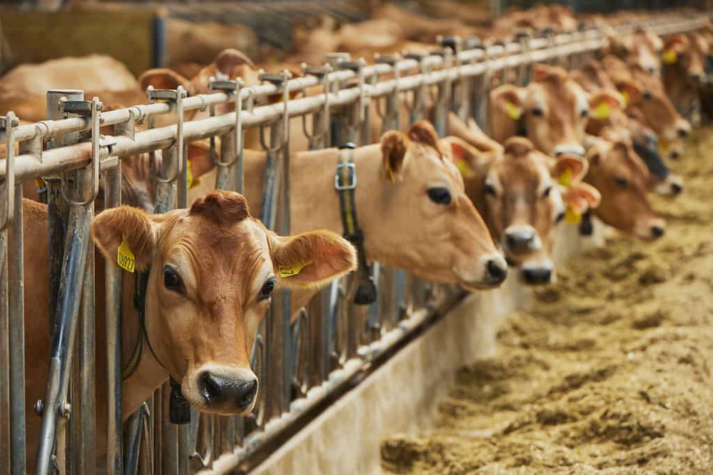Le Danemark pourrait devenir le premier pays à taxer les émissions de méthane issues de ses élevages. © Viktor Osypenko, Adobe Stock