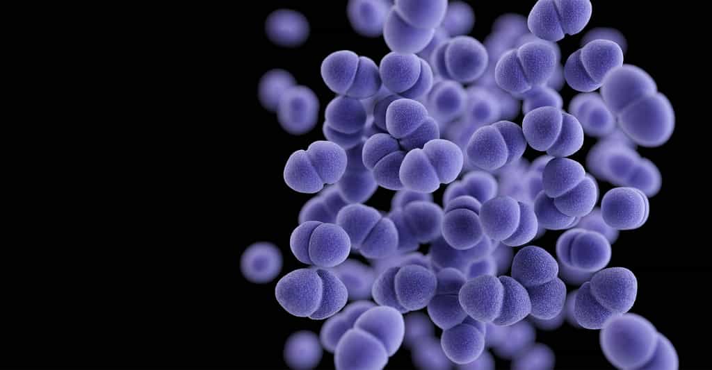 Une modélisation informatique d’Enterococcus faecalis. © James Archer, CDC